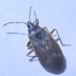 Gastrodes abietum